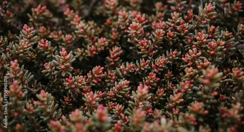 Close up of colorful winter heather flowers on lush evergreen shrub