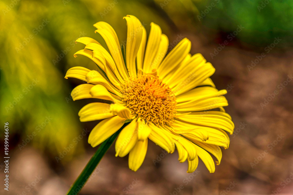Obraz premium A Vibrant Yellow Daisy In Flower 