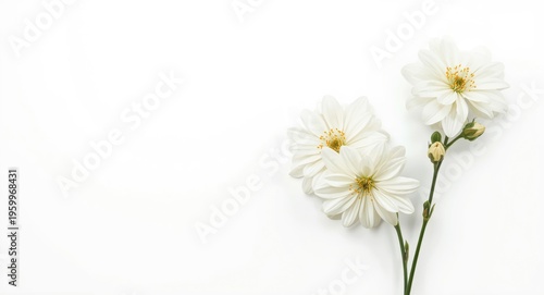 Graceful margaret white flowers set against a plain white background with copy space
