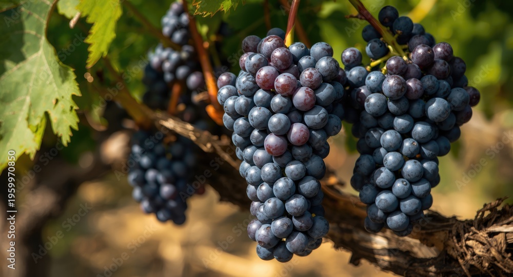 Fototapeta premium Natural garnacha grape clusters representing seasonal vineyard yield