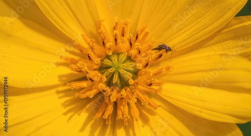 Detailed view of Eschscholzia Californica flower petals
