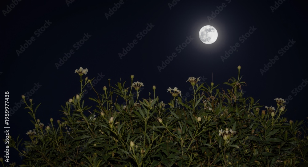Fototapeta premium Nighttime moonflower bush blossom illuminated by bright full moon in sky