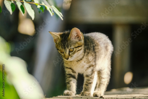 Cute kitten exploring outdoors closeup in yard, curious young animal.