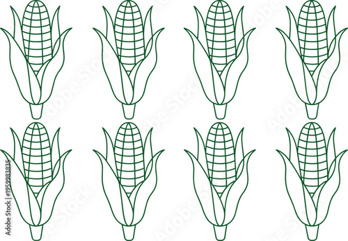 Collection of corn cobs in various stages of growth and development