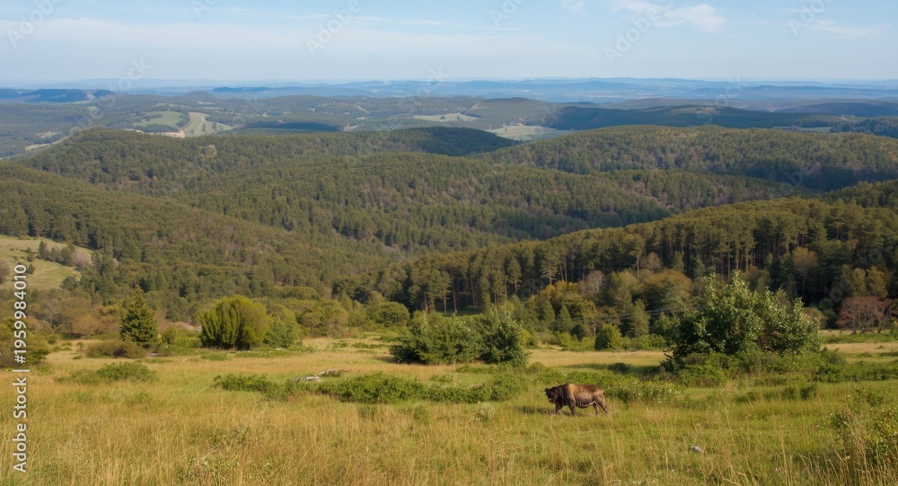 Fototapeta premium Extensive heath and sprawling woodland landscape with gentle hills