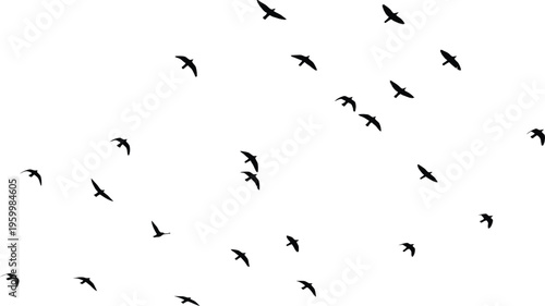 A flock of birds in flight on a white background