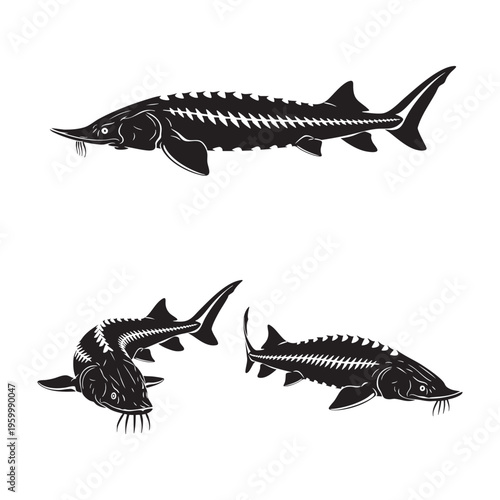 Sturgeon Three Pose Scute Plates Rostrum Silhouette Vector Set
