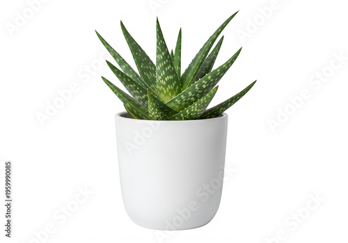 Aloe vera plant in white pot isolated on transparent background isolated on transparent background