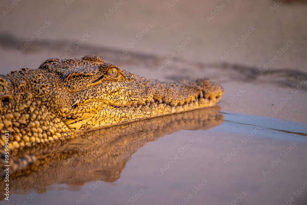 Fototapeta premium Nile crocodile in Chobe River