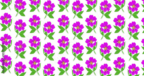 spring purple flowers on a white background