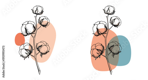 Artistic illustration of cotton branches with soft white bolls placed over abstract colored circles for a modern botanical look.