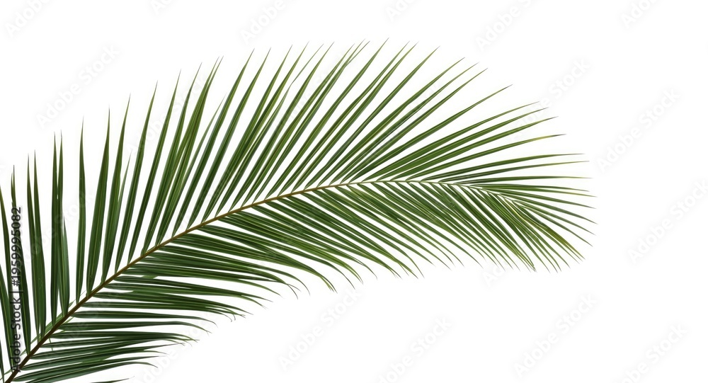 Fototapeta premium Isolated side angle of palm tree leaves on a plain white background