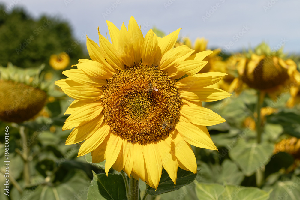 Naklejka premium Close-up of a vibrant sunflower in a field with bees collecting nectar on a sunny day