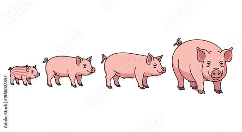 Pigs of Various Sizes Standing Together.