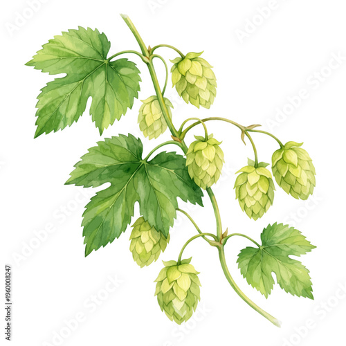 A beautiful watercolor hop cone clip art featuring a fresh green brewing hop in a detailed botanical style.