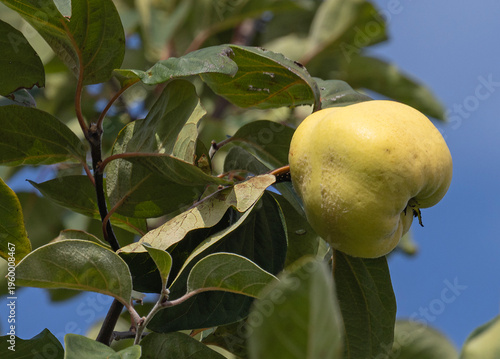 Fotografie Coing, fruit du cognassier (Cydonia oblonga)