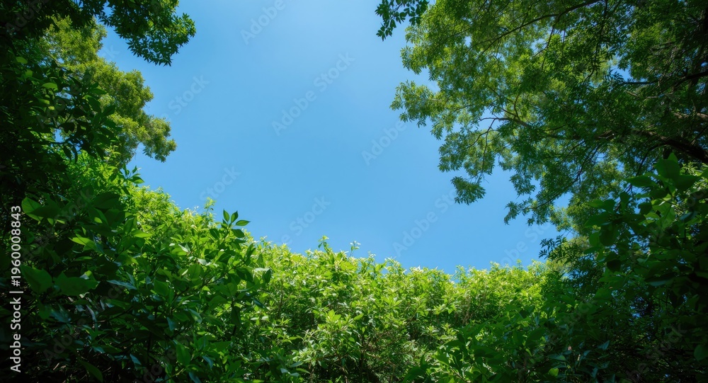 Obraz premium Luxuriant greenery surrounded by an open clear blue sky