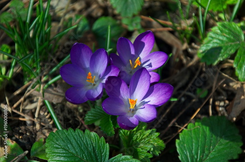 Beautiful spring purple crocus  in the garden, Sofia, Bulgaria  