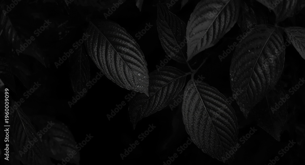 Fototapeta premium Dark monochrome foliage texture showing layered leaf grain under studio lighting