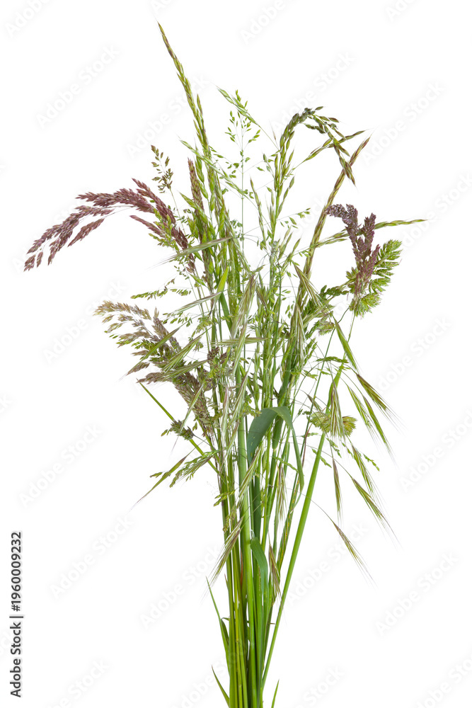 Fototapeta premium Bouquet de brins d'herbe 