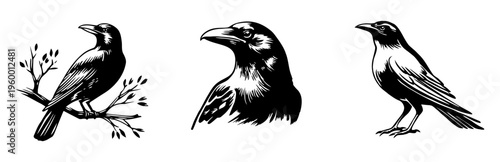Black Crow Illustrations Set in Vintage Engraving Style