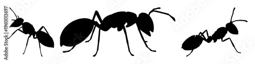 Ant silhouette set with a single black outline of a lone insect perched on a light background featuring ant anatomy, insect morphology, entomology with minimalist and simple lines