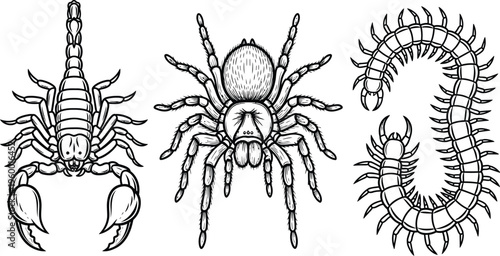 Collection of detailed black and white tattoo flash art featuring a scorpion tarantula and centipede for graphic design