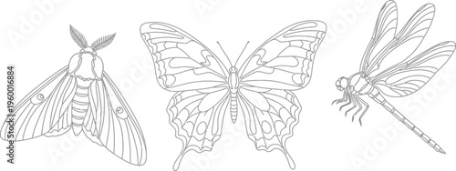 Elegant line art collection of flying insects featuring a beautiful butterfly, a detailed moth, and a graceful dragonfly, perfect for coloring books and nature-themed designs.