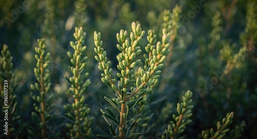 Garden view featuring young Acacia Concinna plant shoots expanding healthfully