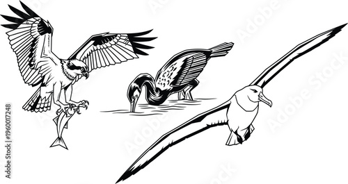 Dynamic black and white vector art illustrates three distinct predatory seabirds, an osprey catching a fish, a cormorant diving for prey, and an albatross gracefully soaring in flight.