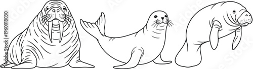Simple black and white line art illustration featuring a group of three distinct marine mammals side by side