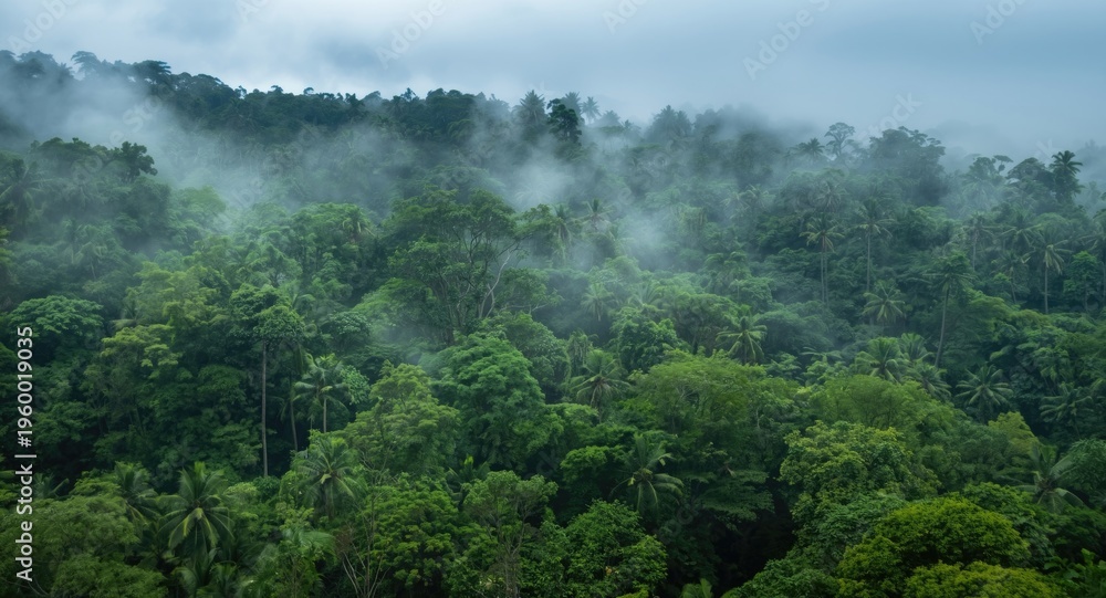 Obraz premium Mist filled tropical jungle landscape with dense canopy and rich foliage