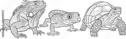 This collection features detailed line art illustrations of three distinct reptiles, including a magnificent iguana, a charming gecko, and a sturdy tortoise, perfect for coloring book designs.