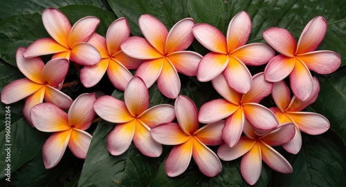 Plumeria flowers naturally arranged for a stunning botanical background