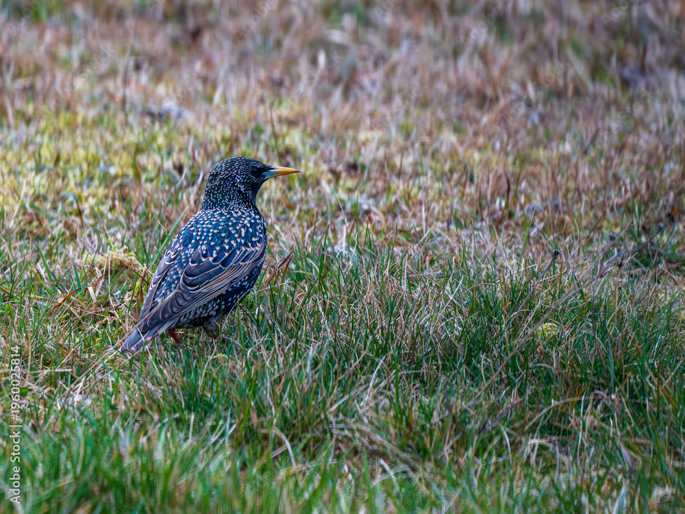 Obraz premium Common starling (Sturnus vulgaris) standing on grass meadow, European wild bird in natural habitat