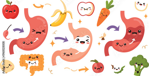 Cute digestion process cartoon vector illustration featuring stomach food breakdown healthy eating fruits vegetables and gut system in colorful kawaii design set