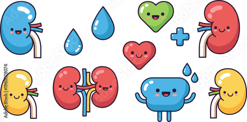 Cute kidney and organ cartoon vector set featuring smiling renal characters hydration drops and healthcare elements in colorful kawaii illustration design