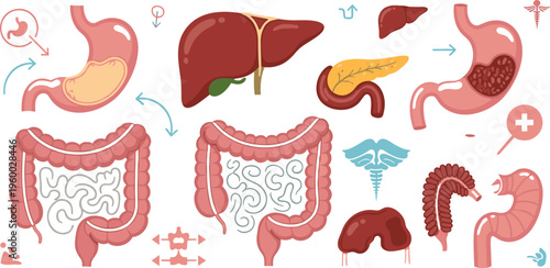 Digestive system organs and process vector illustration featuring stomach liver intestines pancreas and medical workflow in detailed healthcare diagram set