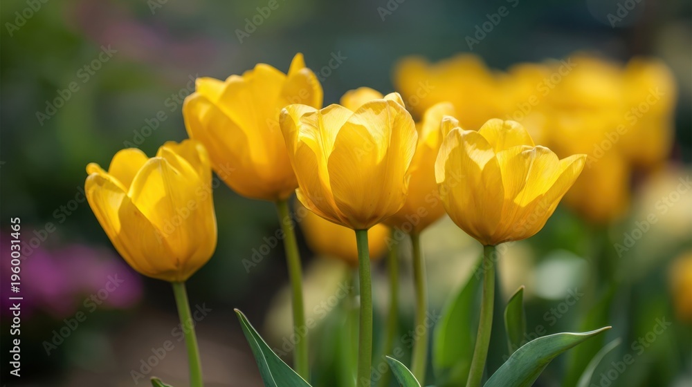 Obraz premium Yellow tulips blooming in blurred garden background