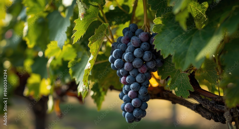 Naklejka premium Ripe seedless grape cluster flourishing on vineyard vine with abundant grape leaves