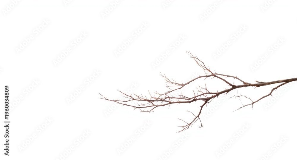 Fototapeta premium soft daylight white background with a thorny branch and copy space