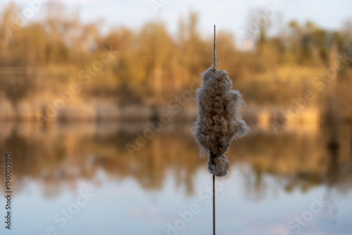 Canvas Print Delicate cattail seeds ready to disperse, framed against a deeply blurred, mirror-like pond surface reflecting a forest