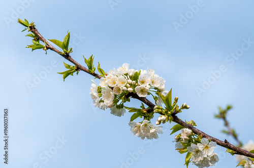 Wallpaper Mural Cherry tree blossoms (Prunus avium) in springtime, featuring delicate white flowers in full bloom Torontodigital.ca
