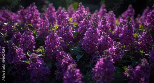 Garden filled with rich purple flowers blooming vibrantly