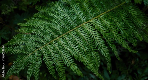 Intricate fern leaf structure photographed in a peaceful park