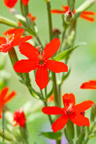 Royal catchfly, Silene regia, flowers