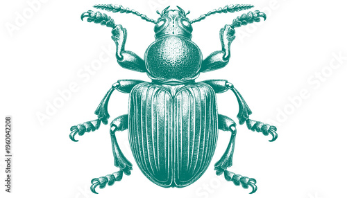 Weevil Beetle