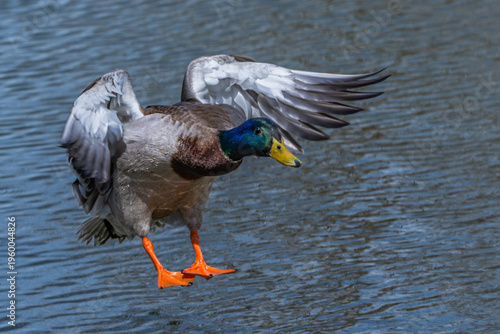 Closeup of a male mallard duck landing in the water.