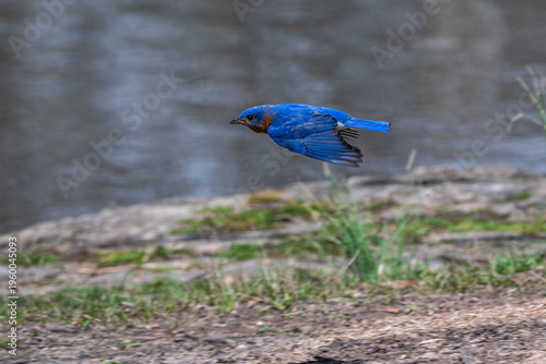 Closeup of an eastern bluebird in flight past a lake.
