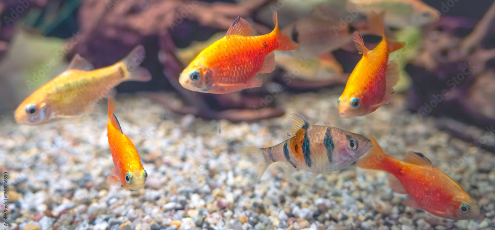 Fototapeta premium School of vibrant orange rosy barbs and a striped tiger barb swimming over a gravel substrate in a lush, planted aquarium with driftwood and aquatic plants
